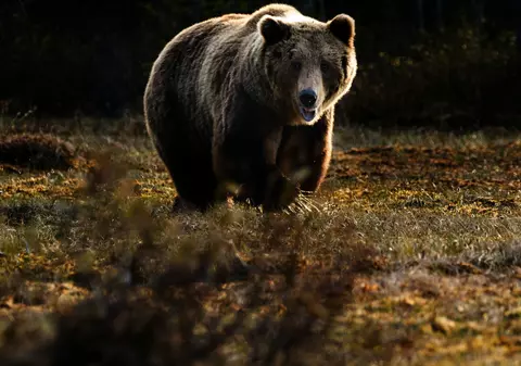 RO Alert în Cornu, după ce a fost semnalată prezența unui urs pe stradă