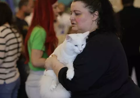 Nordri, câştigătorul cupei europene feline 2024, un superb motan alb din rasa Norvegian de Pădure, poate fi admirat la SofistiCAT, la Sala Palatului