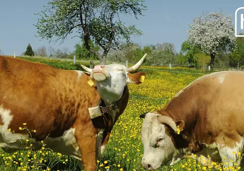 „Zici că sunt Bonnie și Clyde”. Un taur și o junincă sunt căutați inclusiv cu dronele, de mai multe zile, după ce au fugit de la o fermă din Germania