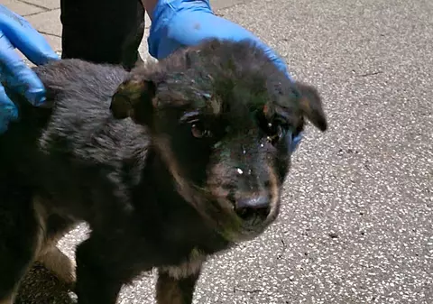 „Supraviețuitorul”. Un cățeluș fără stăpân a parcurs 2.000 de kilometri în motorul unei mașini, din România în Germania