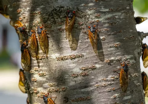 Ce sunt cicadele – curiozităţi despre cicade