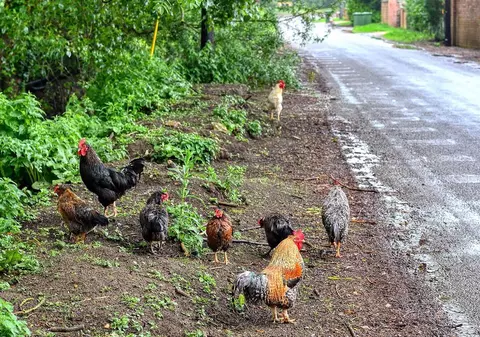 „Au scăpat de sub control!” 100 de găini sălbăticite terorizează un sat din Anglia. Locuitorii spun că viața lor s-a transformat „într-un iad”