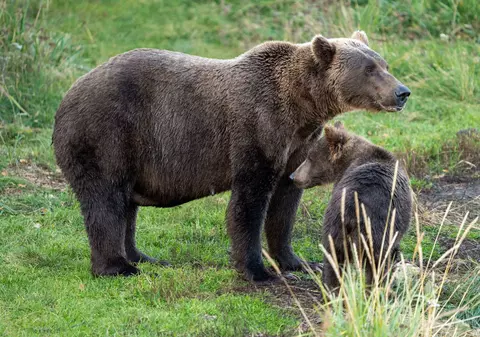 O ursoaică și doi pui au fost loviți de tren în Covasna. Al treilea ursuleț a fost transportat la un centru pentru orfani