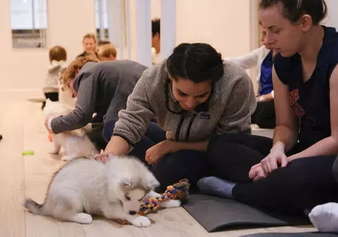 Ce este „Puppy yoga” și de ce practica a fost interzisă în Italia