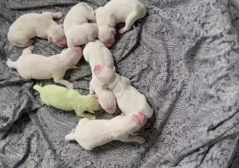 „Shamrock”. O cățelușă Golden Retriever cu blana verde s-a născut în Florida. De ce are această culoare | VIDEO