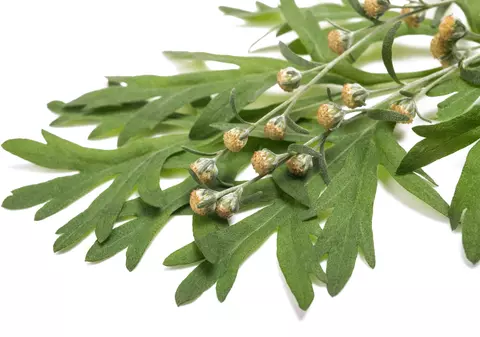 Ce este vinul pelin şi cum se obţine