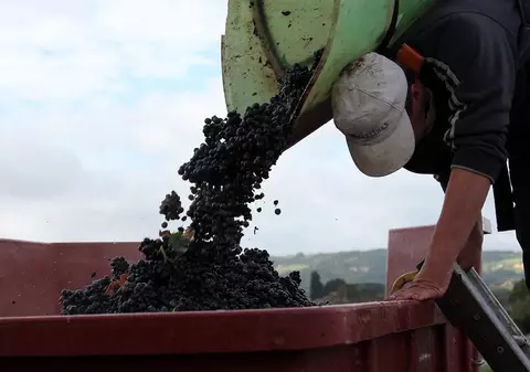 Șaizeci de români au fost duși în Franța la cules de struguri și cazați în corturi improvizate. O parte n-au fost plătiți și au ajuns să cerșească