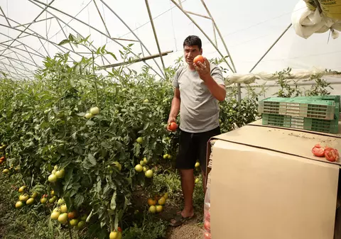 REPORTAJ. Bătălia pentru roșia românească se dă în vămi. Apelul unui fermier din Olt: „Opriți importurile! Producem destule tomate să dăm și la alții!”