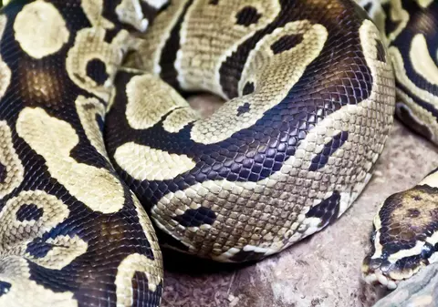 O femeie din Indonezia a fost mâncată de un piton reticulat și a fost găsită după o zi, întreagă, în stomacul șarpelui