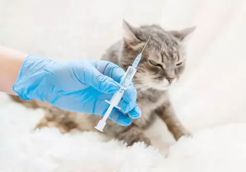 Pisica adusă la veterinar „a smuls” seringa din mâinile doctorului și i-a înțepat ajutorul, în Germania. Asistentul a ajuns la spital