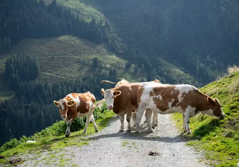 O femeie aflată în excursie, de ziua ei, în Alpii austrieci a fost ucisă de o turmă de vaci. Fiicele ei, rănite