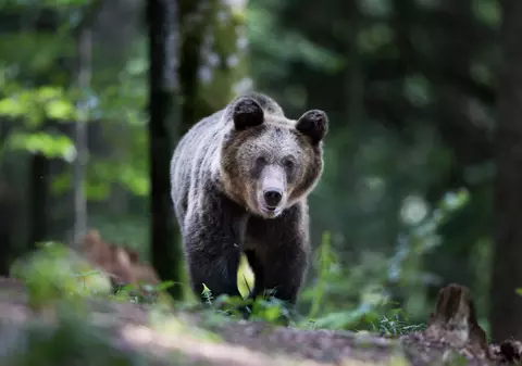 Întâlnirea unei românce cu ursul în Canada. Mesajul transmis mamiferului care a ocupat poteca: „Mergi, nu suntem așa interesanți!”