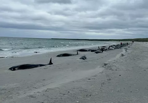 Zeci de balene-pilot au murit în Scoţia după ce au eşuat în masă. 77 de animale au fost găsite pe plajă