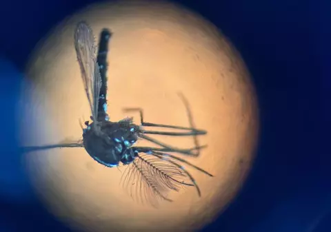 Primul caz de infectare cu virusul West Nile a fost confirmat în România, în acest sezon, la un bărbat din București