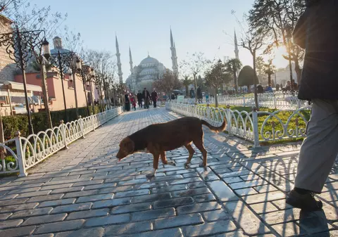 Parlamentul Turciei a decis eutanasierea câinilor vagabonzi, în ciuda protestelor