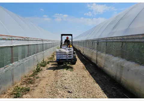 Povești cu gusturi românești. Alexandra Delcea, producătorul care livrează 5 tone de roșii zilnic, și fiul ei, olimpicul care face roboții să îmbunătățească pământul