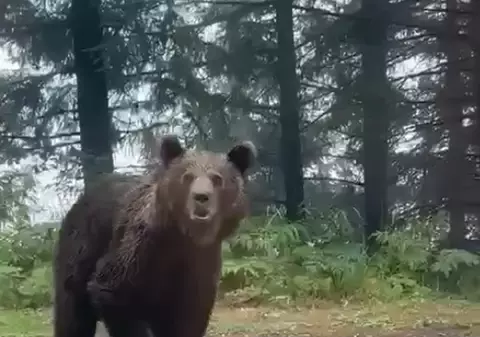 VIDEO. Poliţiştii sibieni s-au întâlnit cu un urs, în timp ce patrulau pe Transfăgărăşan