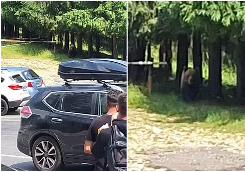 Urs „fără frică de om”, văzut la intrarea pe un traseu turistic din Munții Ciucaș. „Este atras de gunoaiele lăsate”