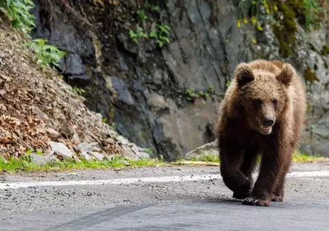 Ursul care a ucis o tânără de 19 ani pe Jepii Mici va fi testat pentru rabie. Dosar penal după împuşcarea animalului