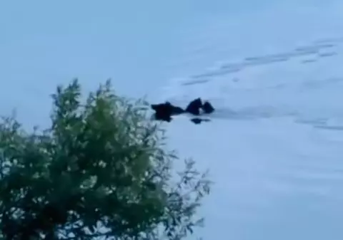 VIDEO. Imagini impresionante cu o ursoaică ce traversează Lacul Paltinu cu puii pe spate: „Operațiune specială!”