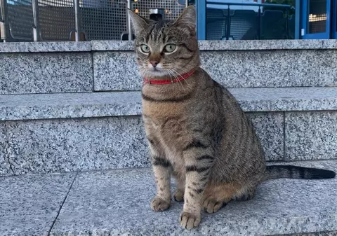 A dispărut Vasi, pisica-mascotă a Aeroportului Otopeni. Angajații fac apel la populație pentru a o găsi
