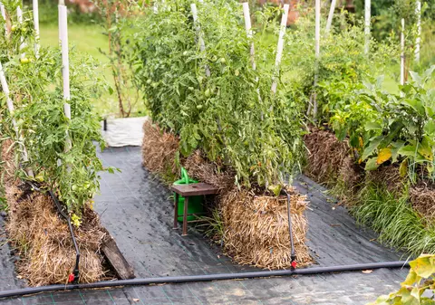Cum să plantezi legume în baloţi de paie