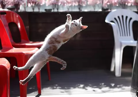 De ce cad pisicile întotdeauna în picioare