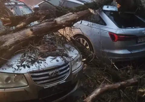 Furtună violentă la Iaşi: copaci doborâți de vânt peste mașini în cartierele Ciric și Tătărași