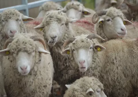 Peste o mie de ferme, afectate în Belgia de boala virală „limba albastră”. Crescătorii de animale se tem de o „catastrofă”