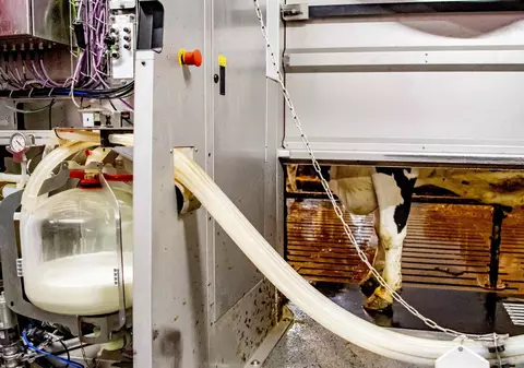 Fermierul elvețian a fost obligat să sacrifice vaca, după un atac cibernetic asupra robotului de muls