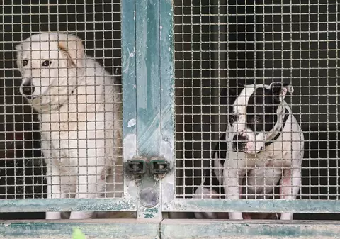 Zeci de câini fără stăpân, „uciși brutal” la Târgu Jiu. „Am alertat autoritățile europene”, anunță europarlamentarul Nicu Ștefănuță