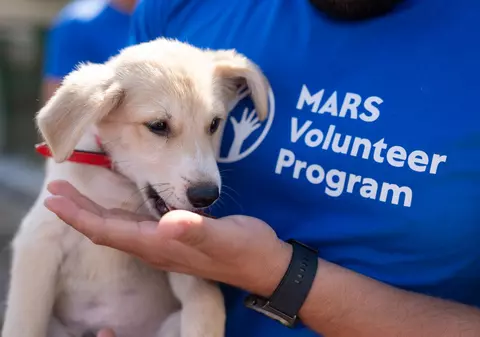 Soarta animalelor abandonate stă în mâinile noastre – Iată cum poți ajuta!