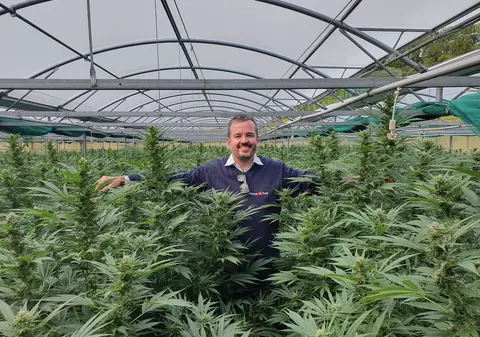 Formula Swiss: Liderul Pieței de CBD Organic din România