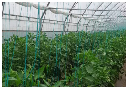 Povești cu gusturi românești. Verginica Tănase, învățătoarea din Vădăstrița care și-a dedicat timpul liber agriculturii tradiționale