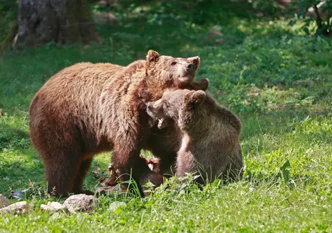 Suedia va ucide 20% din populaţia sa de urşi bruni, în cadrul vânătorii anuale. Ecologiștii sunt revoltați