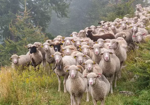 Pesta oilor se extinde. 60 de focare sunt active la nivel naţional, anunță Autoritatea Sanitară Veterinară
