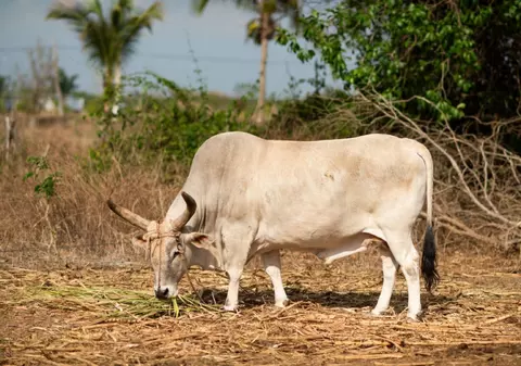 Ce înseamnă când visezi un bou