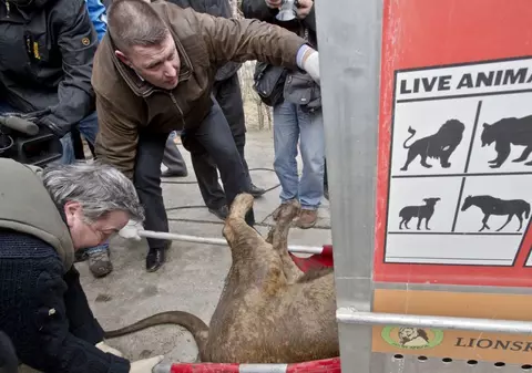 Percheziții de amploare la Nuțu Cămătaru. Anchetatorii căutau un cal de rasă, dar au găsit animale exotice