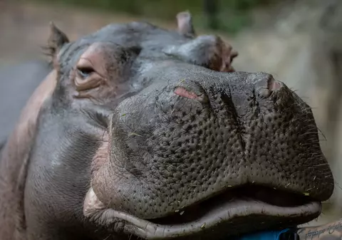 „Hipopotamii de cocaină” ai lui Pablo Escobar vor fi vânați, a decis un tribunal din Columbia. Cât ar fi costat sterilizarea pachidermelor