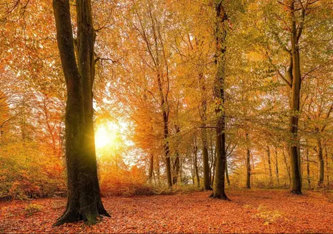 Prognoza meteo pentru următoarele patru săptămâni. Cum va fi vremea în luna octombrie