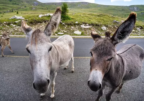 Doi turiști cehi s-au întors în România după 7 ani: „Pe drumuri sunt mai puține căruțe, chiar și așa, țara încă are farmecul ei”