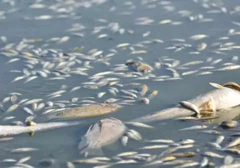 Mesaj Ro-Alert în Neamț, după ce mai mulți peşti morți au apărut pe luciul râului Bicaz