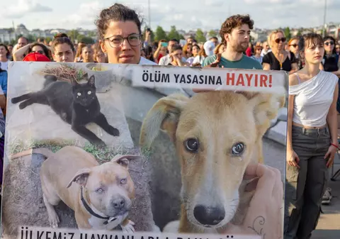 „Luați-vă mâinile de pe animalele noastre”. Revoltă în Turcia, după ce legea „masacrului” câinilor maidanezi a intrat în vigoare