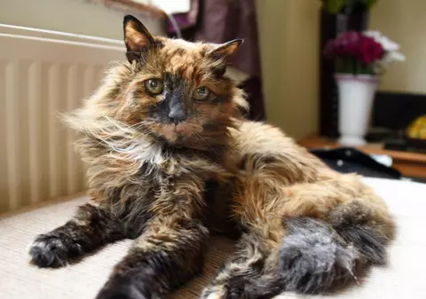 A murit cea mai bătrână pisică din lume. Rosie avea 33 de ani: „Nu se simțea foarte bine”