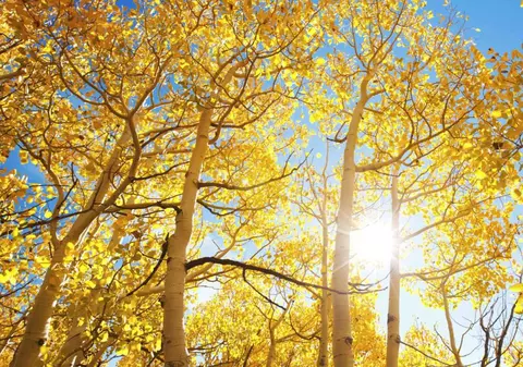 Prognoza meteo pentru următoarele patru săptămâni. După valul de aer rece, vremea se încălzește peste normalul perioadei