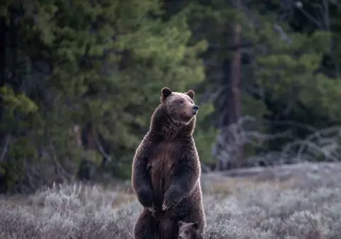 Un bărbat cu un copil în brațe a făcut scandal cu pădurarii care nu l-au lăsat să facă poze cu un urs, pe Transfăgărășan