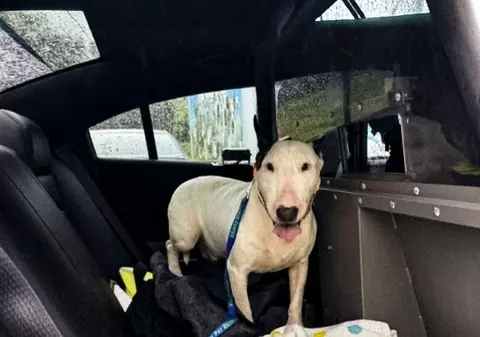 Un american riscă 5 ani de închisoare după ce și-a abandonat câinele în timpul uraganului Milton