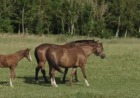 Un bărbat din satul Corbu, Vaslui, așteaptă televiziunile să-i filmeze caii uciși cu lovituri de cuțit: „Nu-i mut până nu vede toată lumea!”