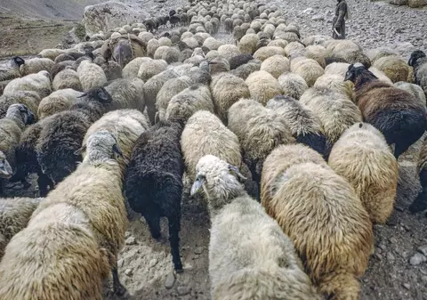 Un bărbat de 81 de ani a fost condamnat la închisoare pentru că a clonat animale pentru a crea hibrizi