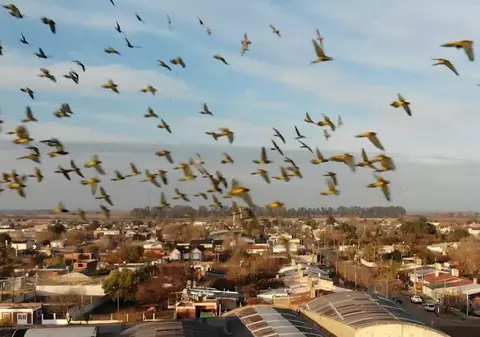 Două orașe vecine au fost invadate de papagali dintr-o specie protejată și îi îngrozesc pe locuitori: „Sunt mii, e cel mai rău coșmar”